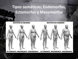 Tipos somáticos: Endomorfos,
Ectomorfos y Mesomorfos
 
