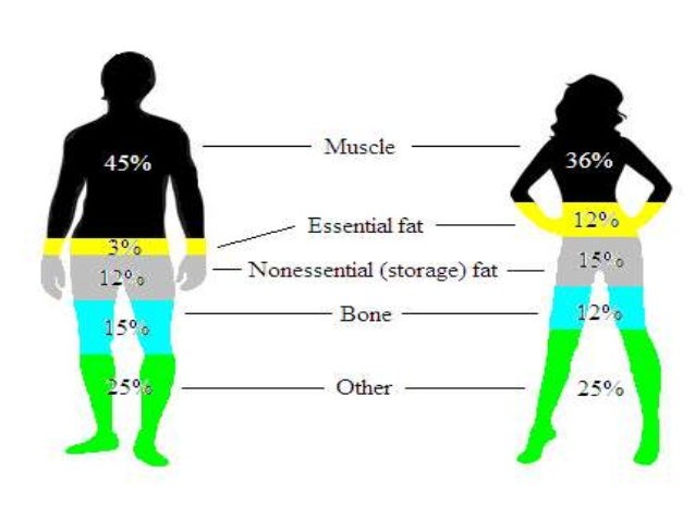 body composition definition