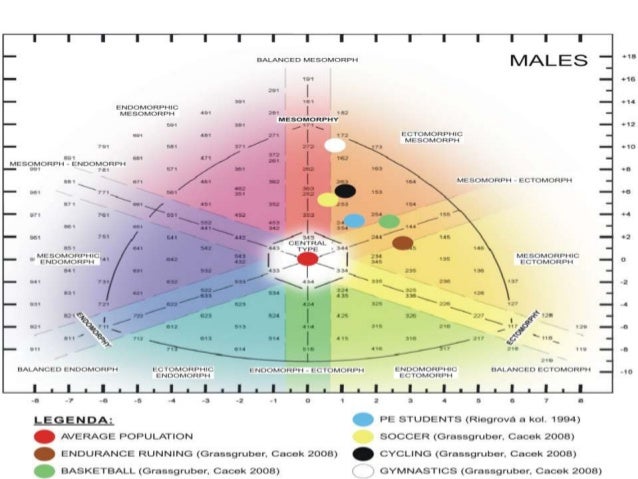 body composition and somatotype of