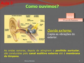 Mónica Meireles O ouvido humano As ondas sonoras, depois de atingirem o  pavilhão auricular , são conduzidas pelo  canal auditivo externo  até à  membrana do tímpano . Ouvido externo: Capta as vibrações do exterior. 