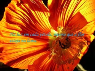 Há luz em cada pétala, mesmo que a flor esteja na lama. 