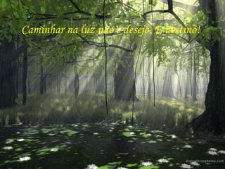 Caminhar na luz não é desejo. É destino! 