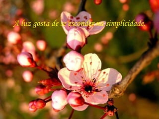 A luz gosta de se esconder na simplicidade. 