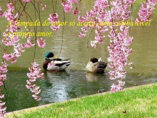 A lâmpada do amor só aceita como combustível  o próprio amor. 