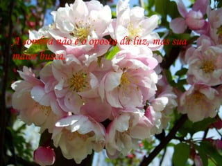 A sombra não é o oposto da luz, mas sua  maior busca.  