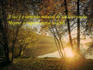 A luz é o caminho natural de toda a criação. Mesmo  o vegetal curva-se à ela.  