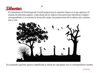 ya
Siluetas
  El Laboratorio de Ornitología de Cornell proporciona la siguiente figura en la que aparecen 23
  siluetas de diferentes pájaros. Cada silueta da los indicios necesarios para identificar el pájaro
  correspondiente si se examina la forma del cuerpo, las proporciones de la cabeza, pico, piernas,
  alas y cola.




En la pantalla siguiente aparece amplificada la silueta de cada pájaro con su correspondiente nombre.

                                                                                          continúa
 