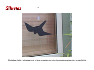 Siluetas                                  ya




 Silueta de un halcón colocada en una ventana para evitar que determinados pájaros se estrellen contra el cristal
 
