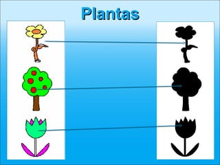 Plantas
 