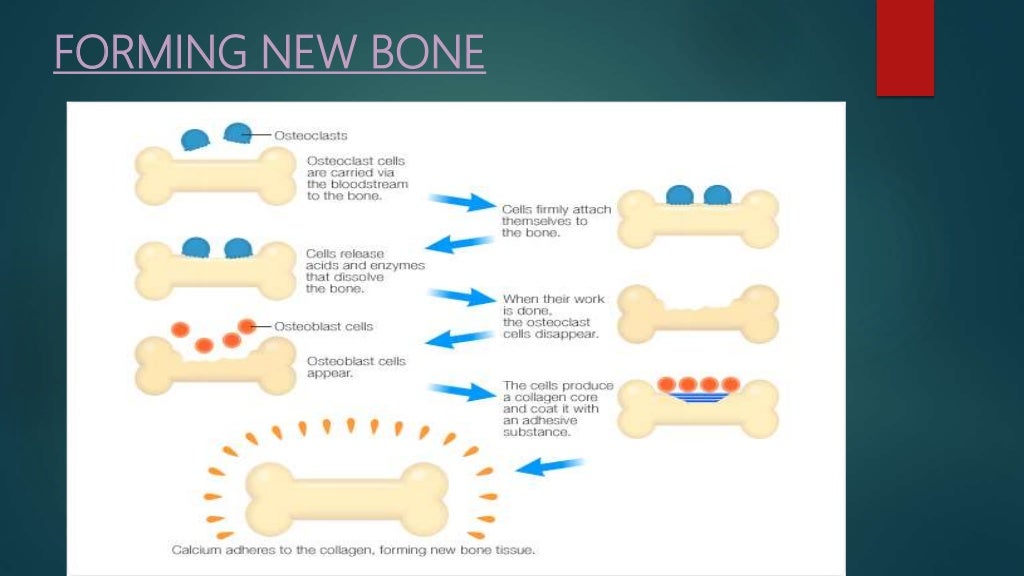 bone tissue engineering