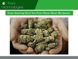 Some amazing facts you never knew about marijuana