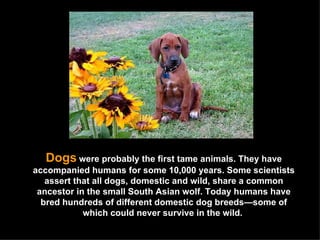 Dogs   were probably the first tame animals. They have accompanied humans for some 10,000 years. Some scientists assert that all dogs, domestic and wild, share a common ancestor in the small South Asian wolf. Today humans have bred hundreds of different domestic dog breeds—some of which could never survive in the wild.  