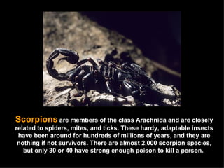 Scorpions   are members of the class Arachnida and are closely related to spiders, mites, and ticks. These hardy, adaptable insects have been around for hundreds of millions of years, and they are nothing if not survivors. There are almost 2,000 scorpion species, but only 30 or 40 have strong enough poison to kill a person.  