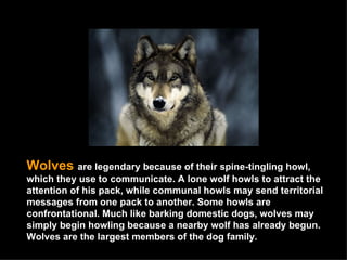 Wolves  are legendary because of their spine-tingling howl, which they use to communicate. A lone wolf howls to attract the attention of his pack, while communal howls may send territorial messages from one pack to another. Some howls are confrontational. Much like barking domestic dogs, wolves may simply begin howling because a nearby wolf has already begun. Wolves are the largest members of the dog family.  