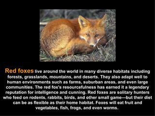 Red foxes   live around the world in many diverse habitats including forests, grasslands, mountains, and deserts. They also adapt well to human environments such as farms, suburban areas, and even large communities. The red fox's resourcefulness has earned it a legendary reputation for intelligence and cunning. Red foxes are solitary hunters who feed on rodents, rabbits, birds, and other small game—but their diet can be as flexible as their home habitat. Foxes will eat fruit and vegetables, fish, frogs, and even worms.  