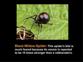 Black-Widow-Spider:   This spider's bite is much feared because its venom is reported to be 15 times stronger than a rattlesnake's.  