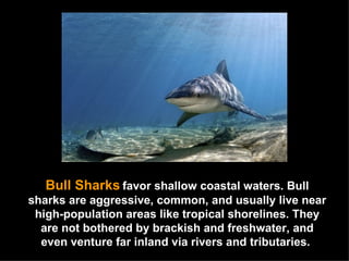 Bull Sharks   favor shallow coastal waters. Bull sharks are aggressive, common, and usually live near high-population areas like tropical shorelines. They are not bothered by brackish and freshwater, and even venture far inland via rivers and tributaries.  