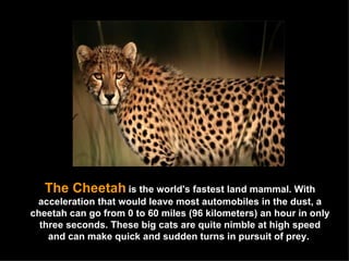 The Cheetah   is the world's fastest land mammal. With acceleration that would leave most automobiles in the dust, a cheetah can go from 0 to 60 miles (96 kilometers) an hour in only three seconds. These big cats are quite nimble at high speed and can make quick and sudden turns in pursuit of prey.  