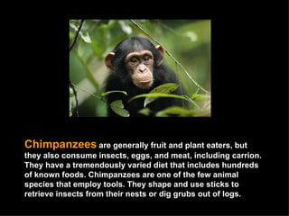 Chimpanzees   are generally fruit and plant eaters, but they also consume insects, eggs, and meat, including carrion. They have a tremendously varied diet that includes hundreds of known foods. Chimpanzees are one of the few animal species that employ tools. They shape and use sticks to retrieve insects from their nests or dig grubs out of logs.  