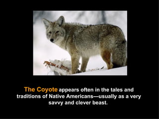 The Coyote   appears often in the tales and traditions of Native Americans—usually as a very savvy and clever beast.  