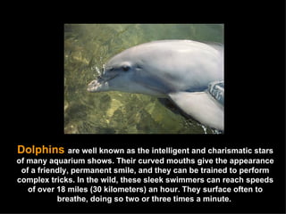 Dolphins  are well known as the intelligent and charismatic stars of many aquarium shows. Their curved mouths give the appearance of a friendly, permanent smile, and they can be trained to perform complex tricks. In the wild, these sleek swimmers can reach speeds of over 18 miles (30 kilometers) an hour. They surface often to breathe, doing so two or three times a minute.  