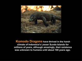 Komodo Dragons   have thrived in the harsh climate of Indonesia's Lesser Sunda Islands for millions of years, although amazingly, their existence was unknown to humans until about 100 years ago.  
