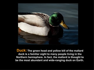 Duck:   The green head and yellow bill of the mallard duck is a familiar sight to many people living in the Northern hemisphere. In fact, the mallard is thought to be the most abundant and wide-ranging duck on Earth.  