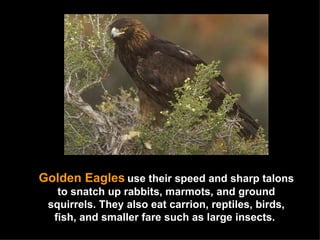 Golden Eagles   use their speed and sharp talons to snatch up rabbits, marmots, and ground squirrels. They also eat carrion, reptiles, birds, fish, and smaller fare such as large insects.  