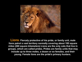 Lions :  Fiercely protective of his pride, or family unit, male lions patrol a vast territory normally covering about 100 square miles (260 square kilometers) Lions are the only cats that live in groups, which are called prides. Prides are family units that may include up to three males, a dozen or so females, and their young. Female lions are the pride's primary hunters.  
