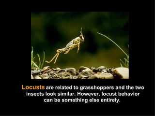 Locusts   are related to grasshoppers and the two insects look similar. However, locust behavior can be something else entirely.  
