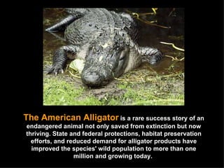 The American Alligator   is a rare success story of an endangered animal not only saved from extinction but now thriving. State and federal protections, habitat preservation efforts, and reduced demand for alligator products have improved the species' wild population to more than one million and growing today.  