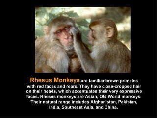 Rhesus Monkeys   are familiar brown primates with red faces and rears. They have close-cropped hair on their heads, which accentuates their very expressive faces. Rhesus monkeys are Asian, Old World monkeys. Their natural range includes Afghanistan, Pakistan, India, Southeast Asia, and China.  