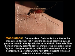 Mosquitoes:  Few animals on Earth evoke the antipathy that mosquitoes do. Their itchy, irritating bites and nearly ubiquitous presence can ruin a backyard barbecue or a hike in the woods. They have an uncanny ability to sense our murderous intentions, taking flight and disappearing milliseconds before a fatal swat. And in our bedrooms, the persistent, whiny hum of their buzzing wings can wake the soundest of sleepers.  