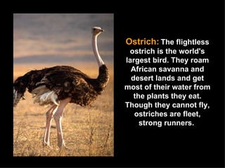 Ostrich:   The flightless ostrich is the world's largest bird. They roam African savanna and desert lands and get most of their water from the plants they eat. Though they cannot fly, ostriches are fleet, strong runners.  