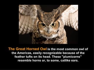 The Great Horned Owl   is the most common owl of the Americas, easily recognizable because of the feather tufts on its head. These "plumicorns" resemble horns or, to some, catlike ears. 