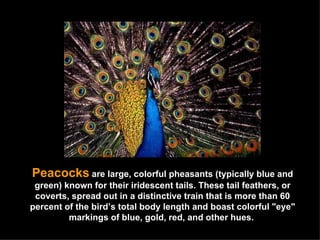 Peacocks   are large, colorful pheasants (typically blue and green) known for their iridescent tails. These tail feathers, or coverts, spread out in a distinctive train that is more than 60 percent of the bird’s total body length and boast colorful "eye" markings of blue, gold, red, and other hues.  