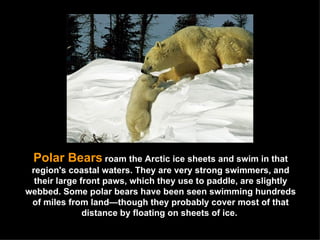 Polar Bears   roam the Arctic ice sheets and swim in that region's coastal waters. They are very strong swimmers, and their large front paws, which they use to paddle, are slightly webbed. Some polar bears have been seen swimming hundreds of miles from land—though they probably cover most of that distance by floating on sheets of ice.  