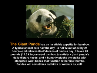 The Giant Panda   has an insatiable appetite for bamboo. A typical animal eats half the day—a full 12 out of every 24 hours—and relieves itself dozens of times a day. It takes 28 pounds (12.5 kilograms) of bamboo to satisfy a giant panda's daily dietary needs, and it hungrily plucks the stalks with elongated wrist bones that function rather like thumbs. Pandas will sometimes eat birds or rodents as well.  