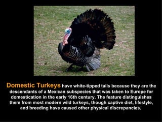 Domestic Turkeys   have white-tipped tails because they are the descendants of a Mexican subspecies that was taken to Europe for domestication in the early 16th century. The feature distinguishes them from most modern wild turkeys, though captive diet, lifestyle, and breeding have caused other physical discrepancies.  