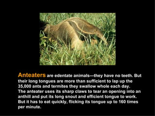 Anteaters   are edentate animals—they have no teeth. But their long tongues are more than sufficient to lap up the 35,000 ants and termites they swallow whole each day. The anteater uses its sharp claws to tear an opening into an anthill and put its long snout and efficient tongue to work. But it has to eat quickly, flicking its tongue up to 160 times per minute.  