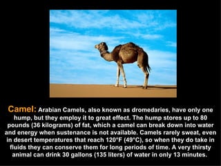Camel:   Arabian Camels, also known as dromedaries, have only one hump, but they employ it to great effect. The hump stores up to 80 pounds (36 kilograms) of fat, which a camel can break down into water and energy when sustenance is not available. Camels rarely sweat, even in desert temperatures that reach 120°F (49°C), so when they do take in fluids they can conserve them for long periods of time. A very thirsty animal can drink 30 gallons (135 liters) of water in only 13 minutes.  