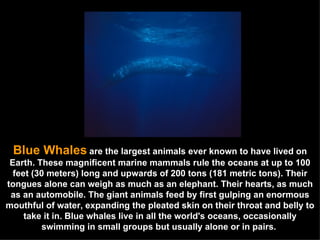 Blue Whales   are the largest animals ever known to have lived on Earth. These magnificent marine mammals rule the oceans at up to 100 feet (30 meters) long and upwards of 200 tons (181 metric tons). Their tongues alone can weigh as much as an elephant. Their hearts, as much as an automobile. The giant animals feed by first gulping an enormous mouthful of water, expanding the pleated skin on their throat and belly to take it in. Blue whales live in all the world's oceans, occasionally swimming in small groups but usually alone or in pairs.  