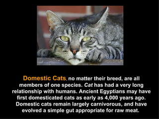 Domestic Cats ,  no matter their breed, are all members of one species.  Cat  has had a very long relationship with humans. Ancient Egyptians may have first domesticated cats as early as 4,000 years ago. Domestic cats remain largely carnivorous, and have evolved a simple gut appropriate for raw meat.  