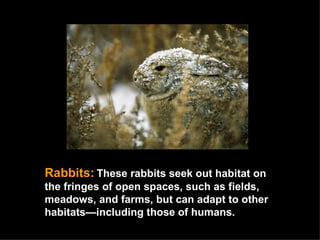Rabbits:   These rabbits seek out habitat on the fringes of open spaces, such as fields, meadows, and farms, but can adapt to other habitats—including those of humans.  