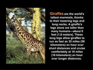Giraffes   are the world's tallest mammals, thanks to their towering legs and long necks. A giraffe's legs alone are taller than many humans—about 6 feet (1.8 meters). These long legs allow giraffes to run as fast as 35 miles (56 kilometers) an hour over short distances and cruise comfortably at 10 miles (16 kilometers) an hour over longer distances.  
