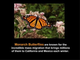 Monarch Butterflies   are known for the incredible mass migration that brings millions of them to California and Mexico each winter.  