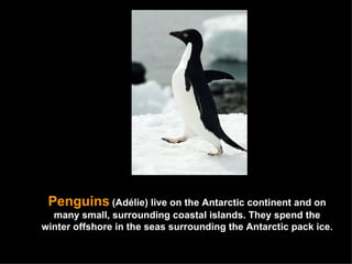 Penguins   (Adélie) live on the Antarctic continent and on many small, surrounding coastal islands. They spend the winter offshore in the seas surrounding the Antarctic pack ice. 