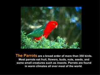 The Parrots   are a broad order of more than 350 birds. Most parrots eat fruit, flowers, buds, nuts, seeds, and some small creatures such as insects. Parrots are found in warm climates all over most of the world.  