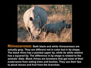 Rhinoceroses:   Both black and white rhinoceroses are actually gray. They are different not in color but in lip shape. The black rhino has a pointed upper lip, while its white relative has a squared lip. The difference in lip shape is related to the animals' diets. Black rhinos are browsers that get most of their sustenance from eating trees and bushes. They use their lips to pluck leaves and fruit from the branches.  