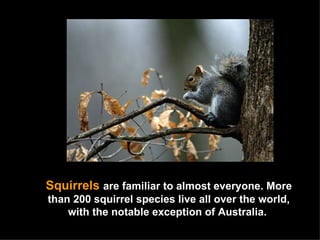 Squirrels  are familiar to almost everyone. More than 200 squirrel species live all over the world, with the notable exception of Australia.  